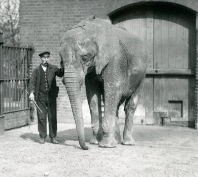 1914年4月、ロンドン動物園で飼育係のチャールズエイルズと一緒にした「ゾニー」アフリカゾウ 作： Frederick William Bond